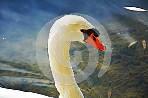 Swan swimming under sun rays. Portrait