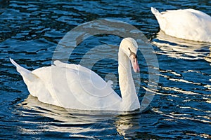 A swan is swimming in the water