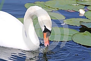 Swan swimmng in a lake