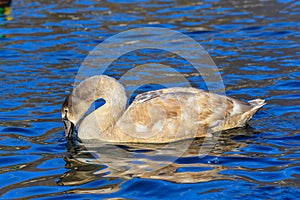 Swan swims