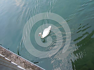 Swan swims peacefully in the iseo lake