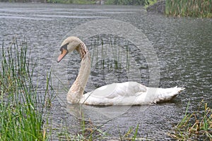 A swan swims in the rain in the lake