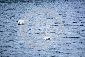 Swan swims on the water