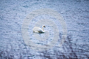 Swan swims on the water