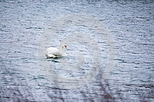 Swan swims on the water