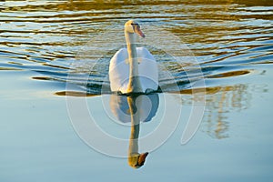 Swan symmetrically reflected in the lake mirror