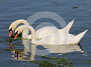 Swan Symmetry photo