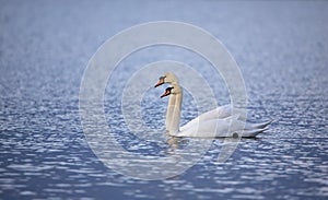 Swan synchrone swimming IJsselmeer the Netherlands