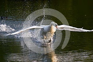 Swan Take Off photo