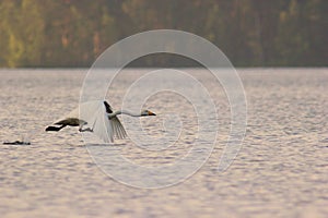 Swan take off