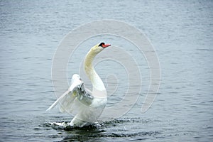 Swan during takeoff