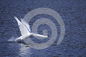 Swan taking off