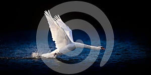 Swan Taking Off on Deep Blue Water