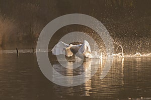 A swan taking off just after sunrise at Southampton Common