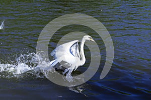 The swan taking off the lake