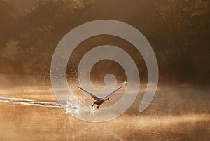 Swan Taking Off in the misty morning