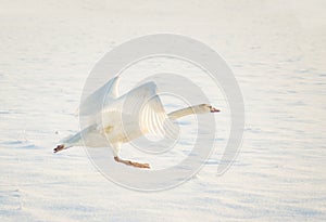 Cisne de en la nieve 