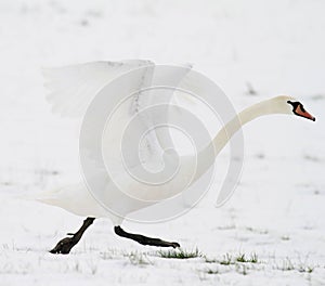 Swan taking off in snow