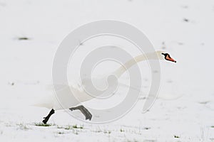 Swan taking off in snow