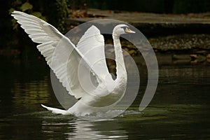 Swan is taking wing