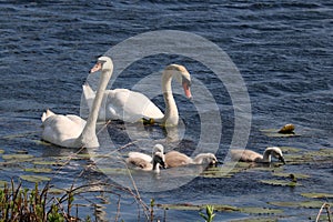 Cisne trabajo en equipo 