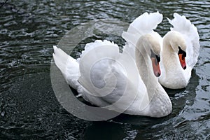 Swan tenderness photo