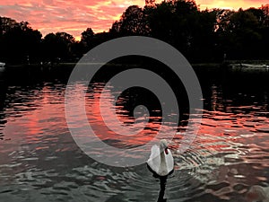 Swan in the Thames river