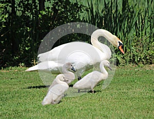 Swan with three young Cygnets photo