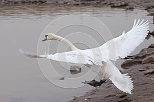 Swan touching down photo