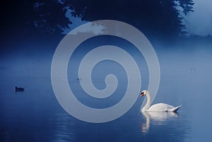 Swan on Tranquil Lake