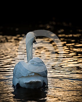 Swan at Twilight