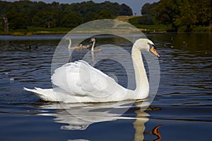 Swan with two birdling