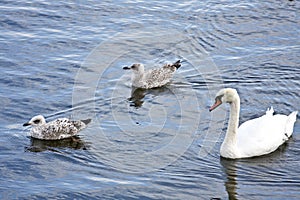 Swan with two grey gulls on a river in Ireland