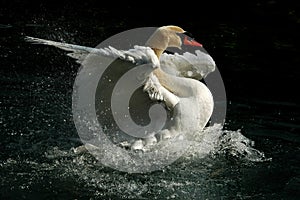 Cisne en estanque 