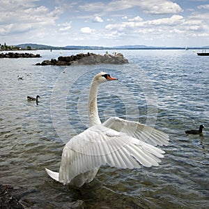 Swan Unfolding its Wings
