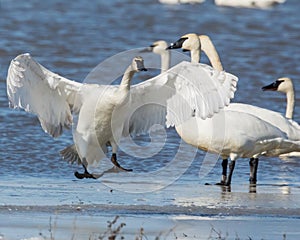 Tundra Swan slip sliding on the ice photo