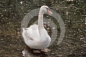 Swan waddles in lake water