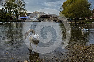 A swan wades in the River Avon close to the ancient bridge at Fordingbridge, UK at dusk