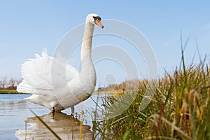 Swan Wading Near the Shore