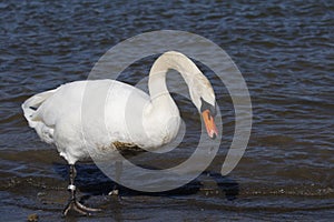 Swan walks, runs on the sand beach