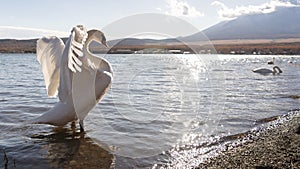 A swan was relaxing in the lake and the sunlight shines down onto the water surface reflecting a beautiful light. The swan is a