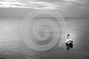 Swan on the water