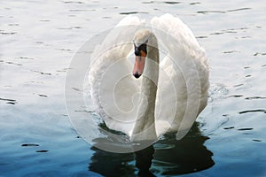 Swan on water