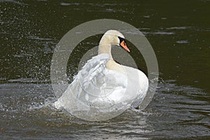 A swan on the water