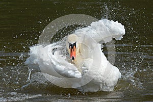 A swan on the water