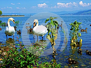 swan, water, bird, lake, white, nature, animal, swans, birds, beautiful, wildlife, beauty, love, river, pond, blue, graceful