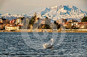 Swan on the water in front of a blurry sunset lit town and mountains. Sesto Calende and the Alps