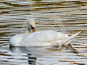 Swan water movement sun reflection nature