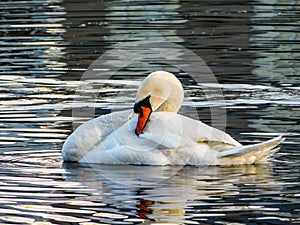 Swan water nature reflections relaxation