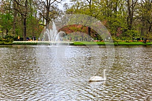 Swan on the water in a park with a fountain in the background